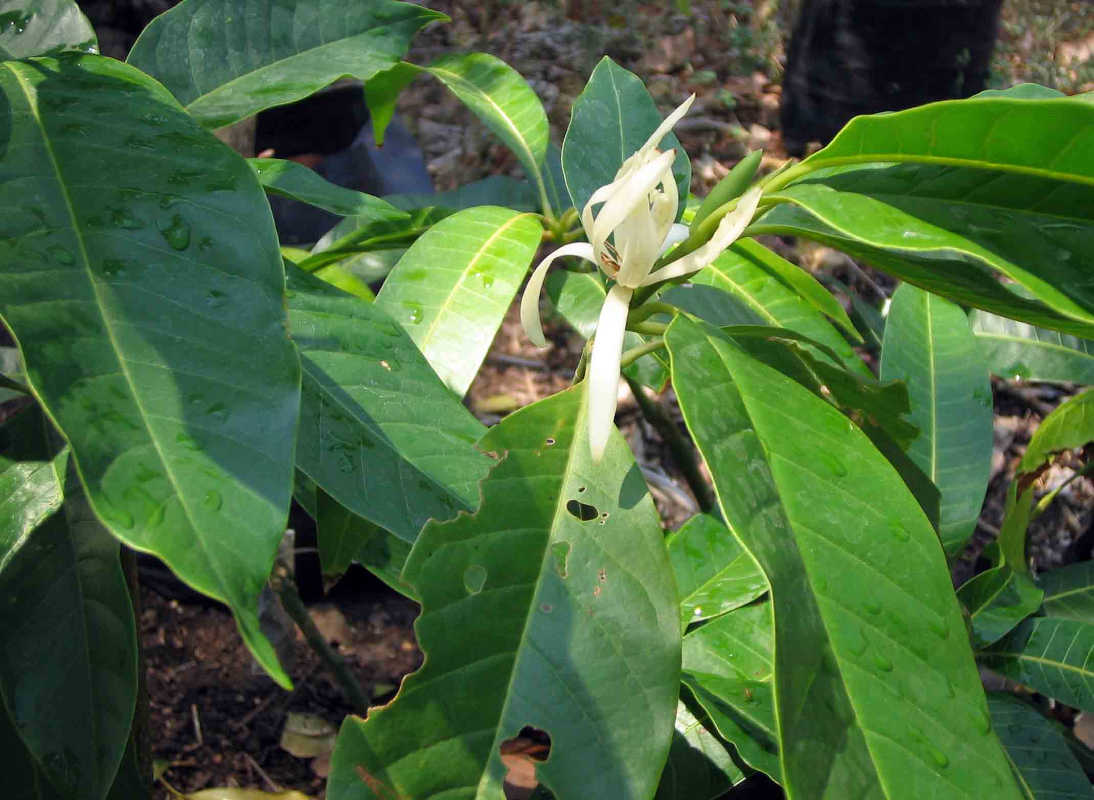 Magnolia champaca eFlora of India